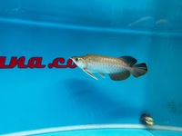 Very Rare KING AROWANA 24k GOLD CROSBACK SOLD SOLD SOLD