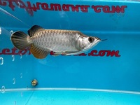 Very Rare KING AROWANA 24k GOLD CROSBACK SOLD SOLD SOLD