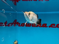 Very Rare KING AROWANA 24k GOLD CROSBACK SOLD SOLD SOLD