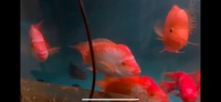 Rare Hybrid Mammon Parrot Fish