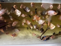 Mix of various hybrid parrot fish last 20 left from 500