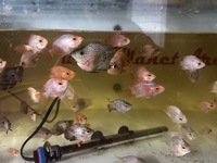 Mix of various hybrid parrot fish last 20 left from 500