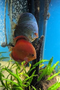 2 x Breeding Pair of Discus Proven