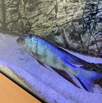 fossorochromis rostratus Male SOLD