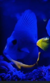 Purple tang