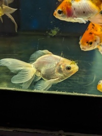 A range of mixed fancy goldfish