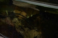 Marine Fijian Live Rock +Tank. 22 years in refugium marine aquarium. £595