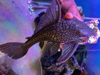 10 inches + XXL Watermelon Pleco - £115