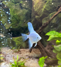 CHEAP Angelfish Large £10 each