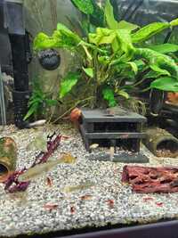 Plecos Super red,L200