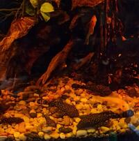 Bristle nose plecostomus £8 each