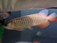 Golden Cross back arowana