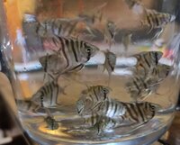 Angel fish Leopoldi f1 fry for sale