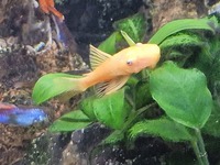 Blue eyed gold bristlenose and albino bristlenose