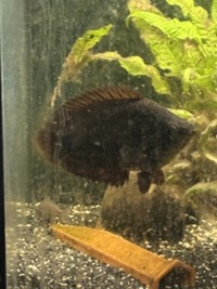 6 inch Leopard Bush Fish - £15