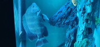 Zebra tilapia buttikoferi cichlid West African cichlid free