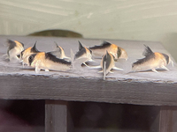 Group of 6 Corydoras Adolfoi