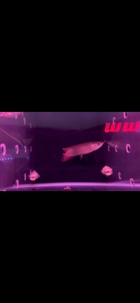 Super Red Asian Arowanas