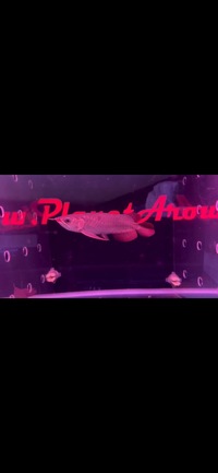 Super Red Asian Arowanas