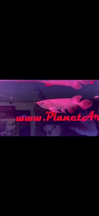 Super Red Asian Arowanas