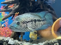 DOVVI - STUNNING 10 INCH MALE