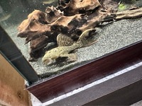 4” Yellow Titanic Pleco L273