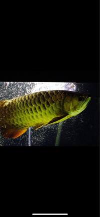 Bdx King hen and a arowana