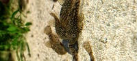 Bristlenose pleco