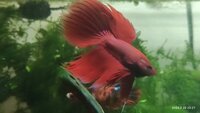 Red Male Siamese Fighting Fish High Grade