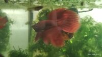 Red Male Siamese Fighting Fish High Grade