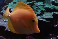 3 x Wild Yellow.Tangs £220