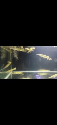 Florida Garfish Planet Arowana in stock NOW