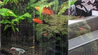 Swordtail Young for sale