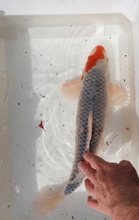 4 large koi for sale - all going together no splitting