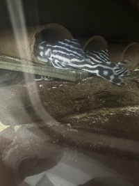 L46 Zebra Pleco adult males 8-10cm