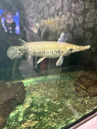 Alligator gar