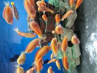 Tropheus albino chipimbi breeding group