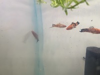 Sake swordtail group