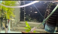 montezuma swordtails -juveniles