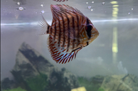 Stendker Discus for Sale