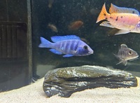 VARIOUS MALAWI CICHLIDS FOR SALE