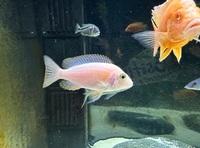 VARIOUS MALAWI CICHLIDS FOR SALE