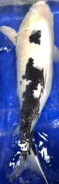 Japanese koi sale. koi  sold …….