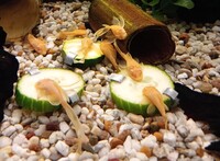 Albino Bristlenose Group of Six Young Shortfin Ancistrus Pleco for £20