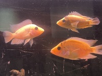 Amphilophus Citinellum Midas cichlids x 3