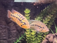 Red Tiger Motaguense Pair