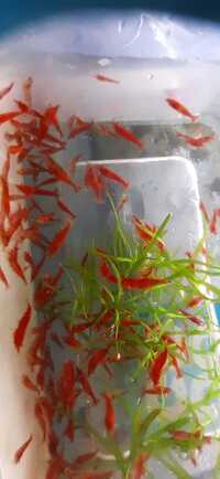 3 cm young bristlenose plecos for sale/ Red Cherry shrimp / Guppy Grass