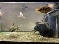 Various collection of tropical fish