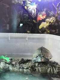 Musk Turtle