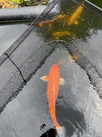 Koi - 2-28 inches